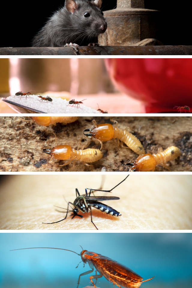 Ratos Formigas Cupins Mosquito Baratas
